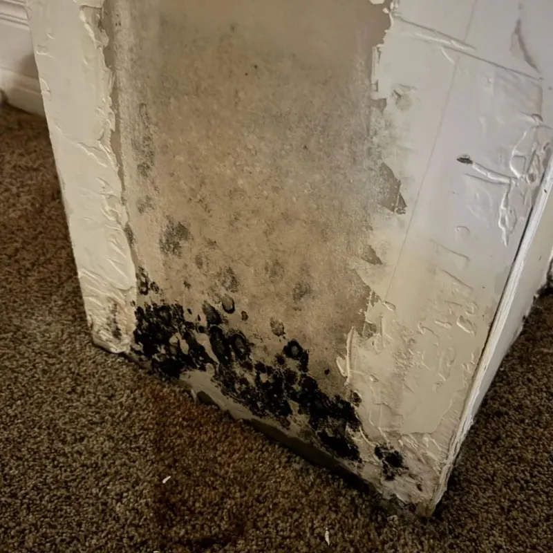 Professional Mold Removal in Cumberland Center, ME